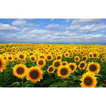 Papermoon Fototapete »Sonnenblumenwiese«