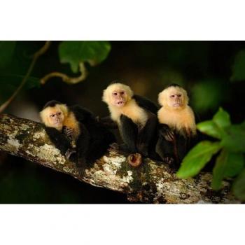 Bunte Fototapete Kapuziner-Affen im Amazonas