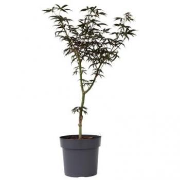 Florastore Naturale
