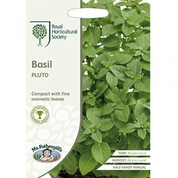 300 Seeds of RHS Basil Pluto by Mr Fothergills
