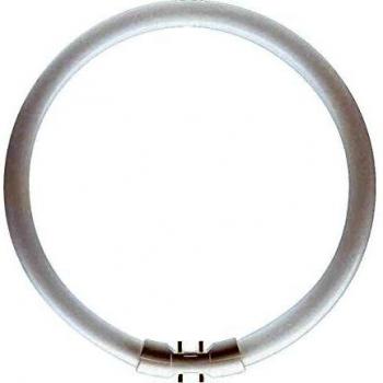 Master 40W/TL5 Circolare 840 1CT/10