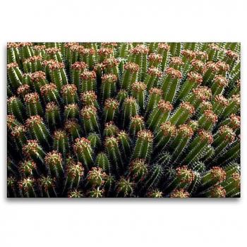 CALVENDO 120 x 80 cm Textil-Leinwand – Druck: Cereus repandus (Querformat)