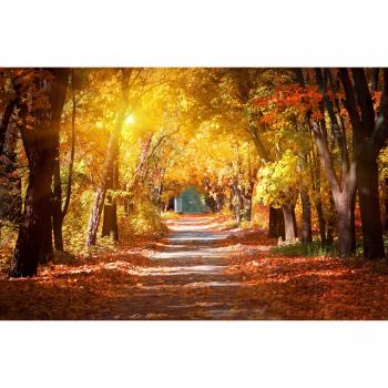Papermoon Fototapete „Allee im Herbstpark“ – Glasfinish