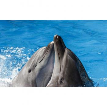 Tableau Animaux Marins Kiss Dauphins