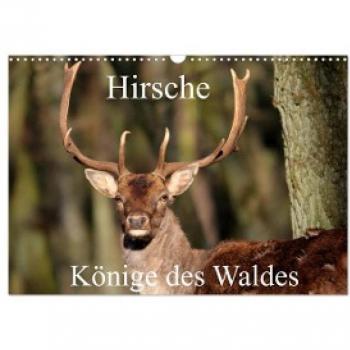 Wandkalender 2024 Hirsche