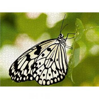 CALVENDO Puzzle Weiße Baumnymphe 1000 Teile Lege-Größe 64 x 48 cm Foto-Puzzle von Anke Grau