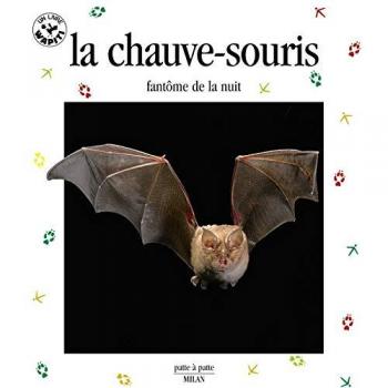 La chauve-souris