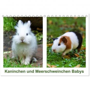 Kattobello, Kattobello: Kaninchen und Meerschweinchen Babys (Tischkalender 2025 DIN A5 quer), CALVENDO Monatskalender