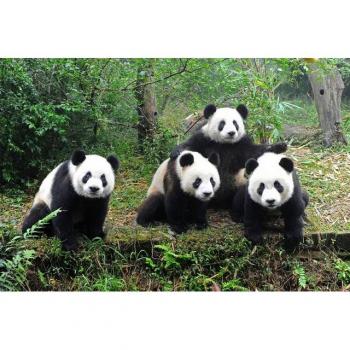 Papermoon Tierische Landschaft: Riese-Panda & Bär im Wald