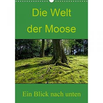 Die Welt der Moose. Ein Blick nach unten