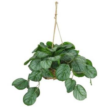 Décoration Intérieure Calathea Vert Suspendue 50 cm