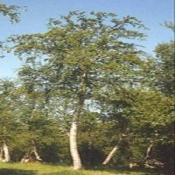 Herboplanet MSA Betula Pubescens Integratore Alimentare 50ml
