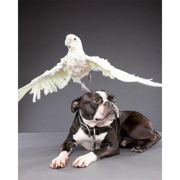 Handgemachtes 5D-Hund-Diamantbild, bestickt 20x30 cm