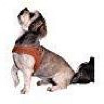 Harnais pour chien en cuir Confort Rich Dog S