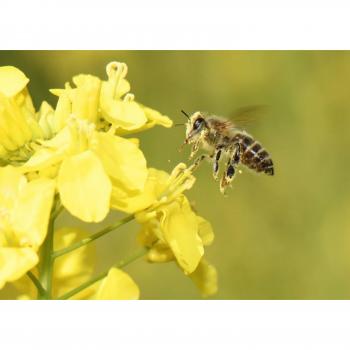 750 Graines de colza biologique
