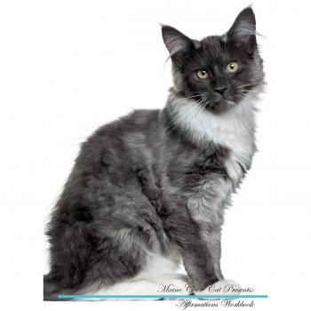 Maine Coon Cat Affirmations Workbook Maine Coon Cat Presents: Positive and Loving Affirmations Workbook. Includes: Mentoring Questions, Guidance, Supporting You.