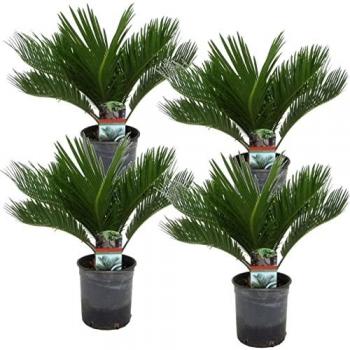 PLANTE DANS UN POT Cycas Revoluta