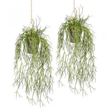Rhipasalis Verde Pendente