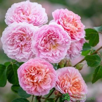 Eustacia Vye 6‑Litre Shrub Rose – David Austin Brand