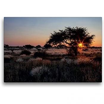CALVENDO Kalahari Akazienbaum 45 × 30 cm (Textildruck)
