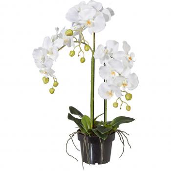 Creativ Green Orchideen Kunstpflanze 62 cm
