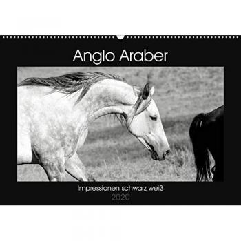 Anglo Araber Impressionen schwarz weiß
