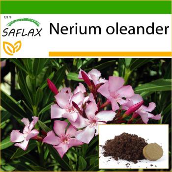 SAFLAX Oleander