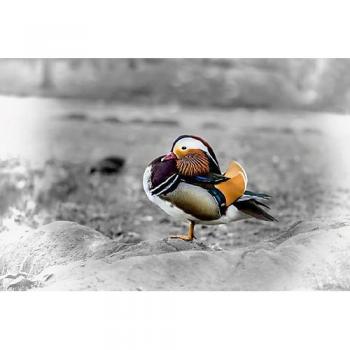 LaPics Outdoor Yoga Canvas 120×80 cm – Mandarin Duck Design von CALVENDO