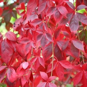 Vine Plant: Parthenocissus Quinquefolia “Virginia Creeper” – 10×9 cm pot