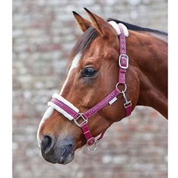 Timeless Cob Support