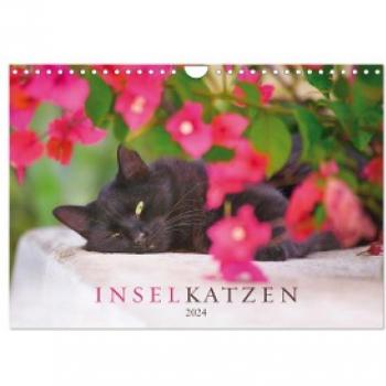 Inselkatzen Wandkalender 2024 DIN A4 quer