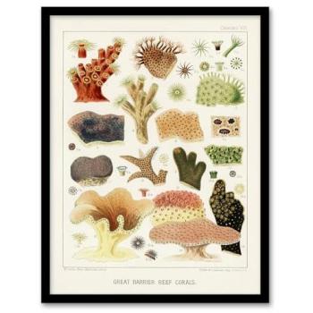 A3 Great Barrier Reef Coral Painting – William S Kent