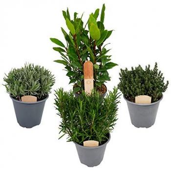 All‑Natural Herb Garden Collection