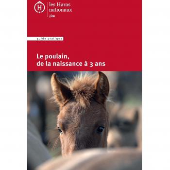 Le poulain de la naissance a 3 ans
