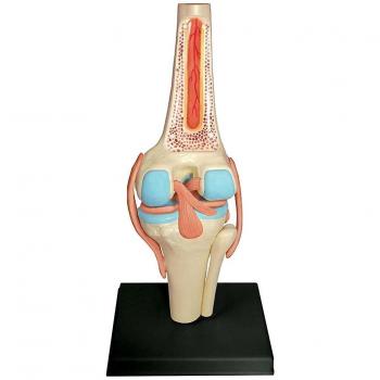 Kit Didáctico: Rodilla y Órganos Articularios