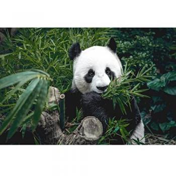 Peinture HD Panda qui Mange 65x97 cm