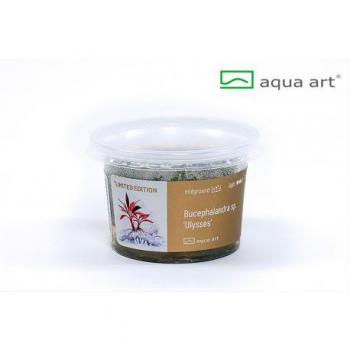 Bucephalandra Ulysses – Botanique In Vitro