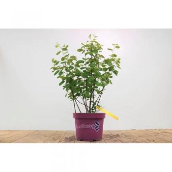 Amelanchier alnifolia 'Fruty', 50–60 cm