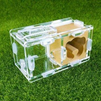 Gypsum Ant Nest for Small Colonies