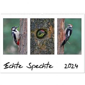Echte Spechte (Wandkalender 2024 DIN A2 quer) CALVENDO Monatskalender