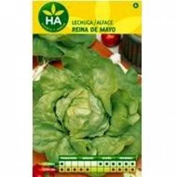 Sobre de semillas de lechuga Reina de Mayo