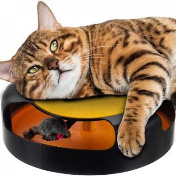 Mausrad Redfink – Katzenspielzeug mit Krallenschleifen