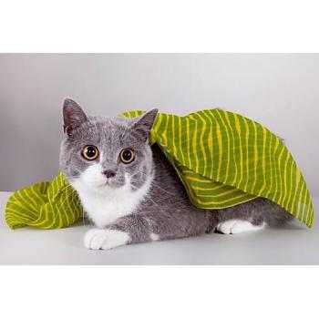 CALVENDO Textile Canvas 75x50 cm – Planer für Britisch Kurzhaar Katzen (WEH‑Zet)