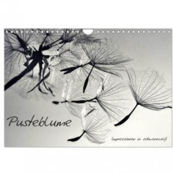Pusteblume