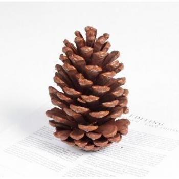 Rustic Dried Flower and Pinecone Decor for Food Photography
