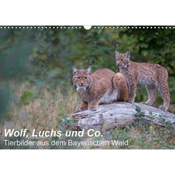 Wolf, Luchs und Co.