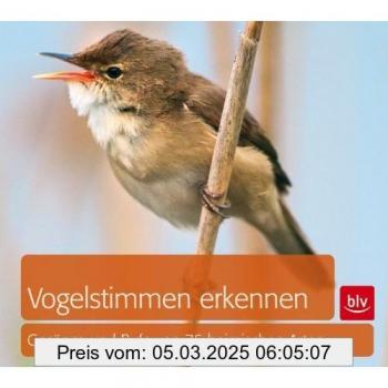 Vogelstimmen Erkennen (Gesänge Und Rufe Von 75 Häufigen Arten)
