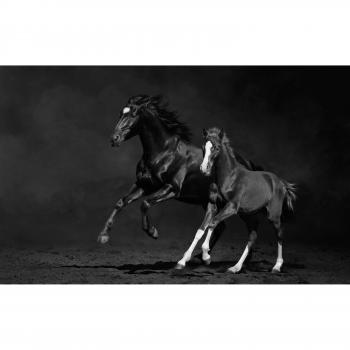 Papermoon Fototapete Pferde im Galopp