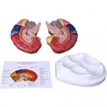 Affichage interactif : Anatomie du cerveau humain – Taille de la vie