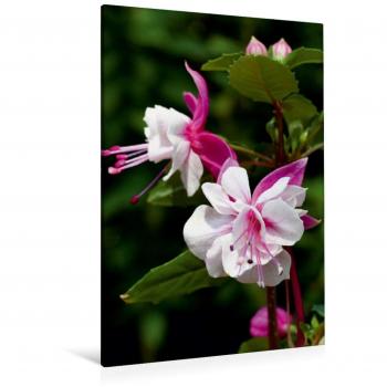 Leinwandbild 80 x 120 cm Hoch-Format Doppel Neon White Diva, Weiße Fuchsie, HD-Druck auf Keilrahmen von Martina Cross